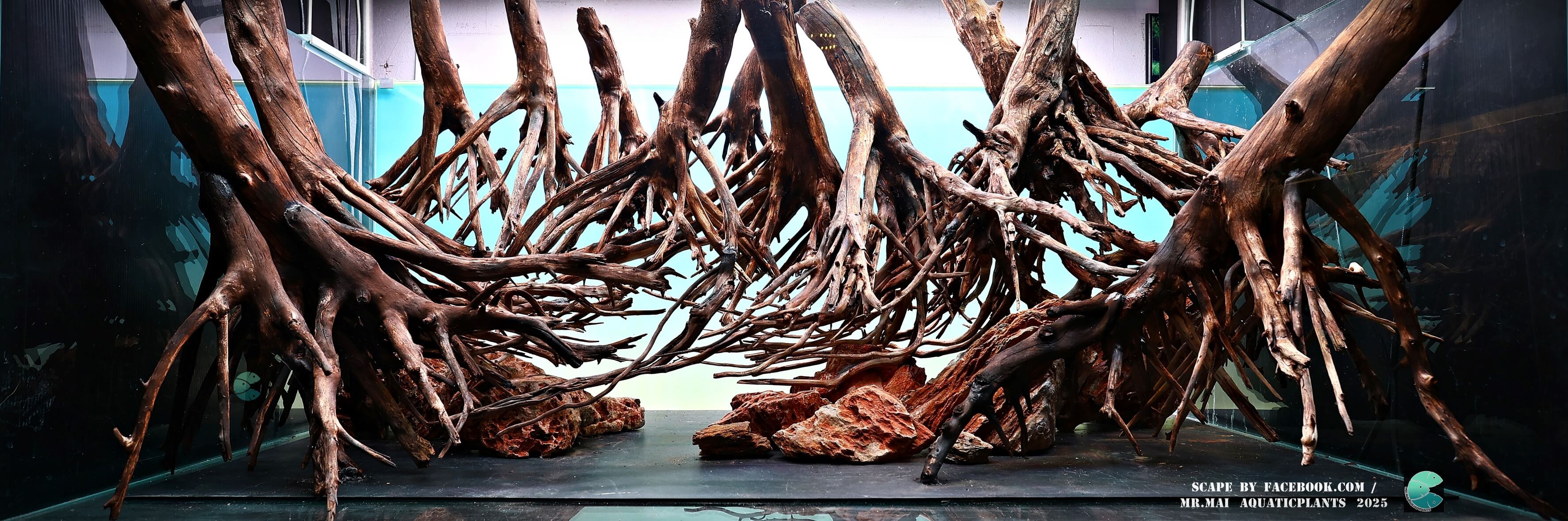 Aquascaping steps - Red Filter - IAPLC 2025 Winning Works - Nobphacha Yimyou / Thailand Aquascaping steps - Red Filter - IAPLC 2025 Winning Works - Nobphacha Yimyou / Thailand